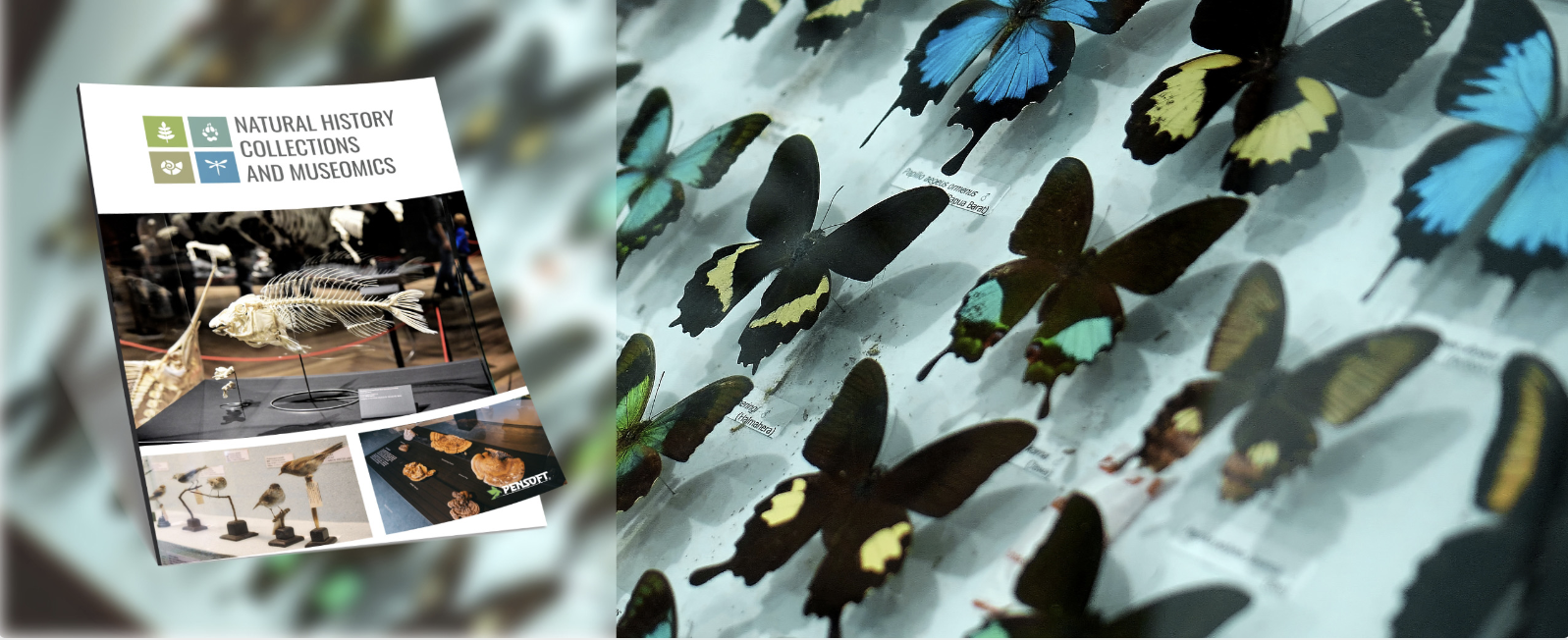 Mockup of a Natural History Collections and Museomics journal besides a collection of pinned butterflies.