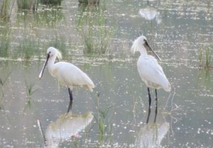 Two white spoonbills standing in shallow water, reflecting in the pond, surrounded by lush greenery and scattered debris.