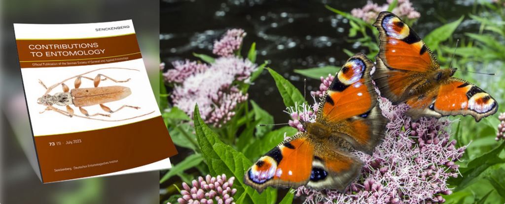A journal cover titled "Contributions to Entomology" alongside two colorful butterflies on pink flowers.
